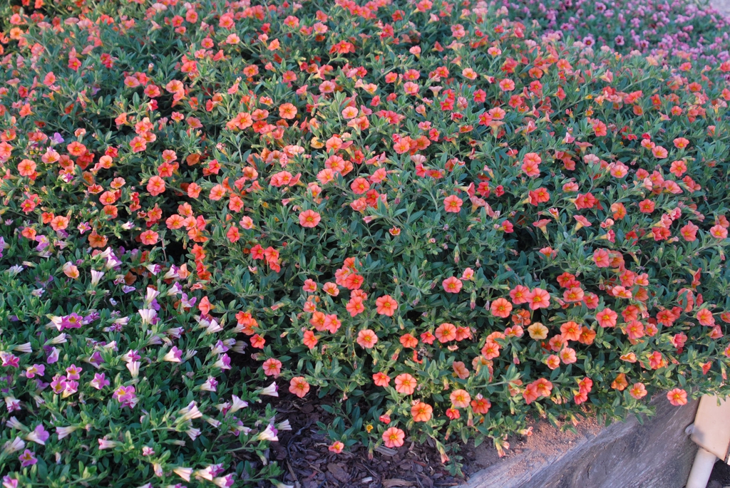 Callibrachoa x hybrida
