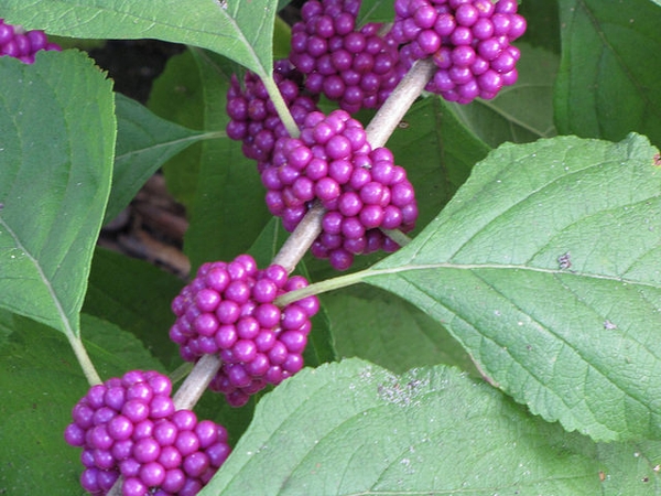 Callicarpa americana