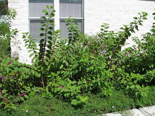 Callicarpa americana