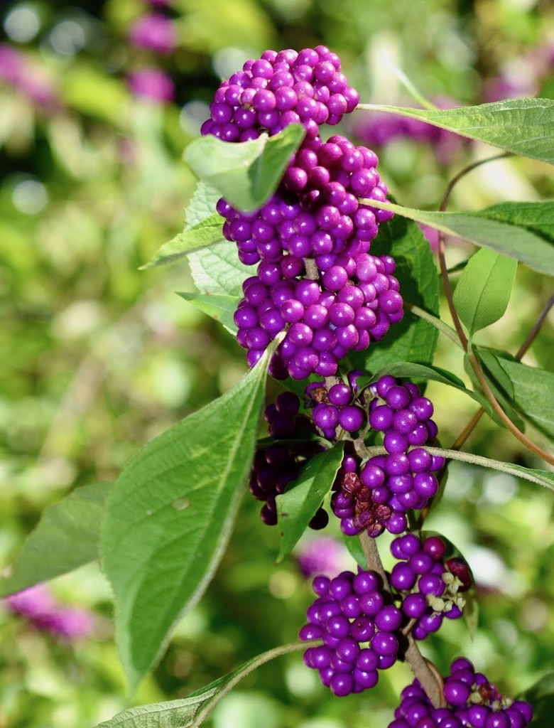 Fruit - September - Moore Co., NC