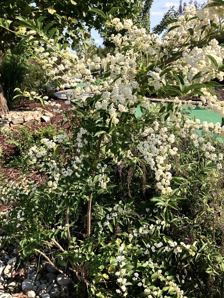 White berries in clusters whorling around branches