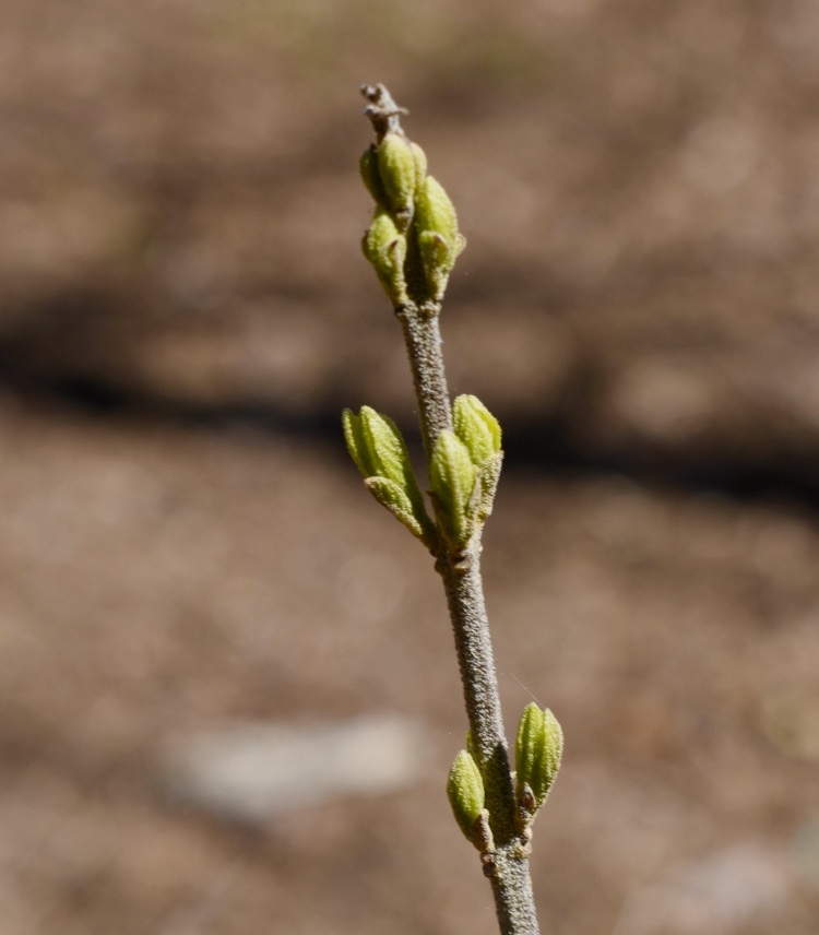 Buds arranged in pairs "dichotoma" means "forked in pairs"
