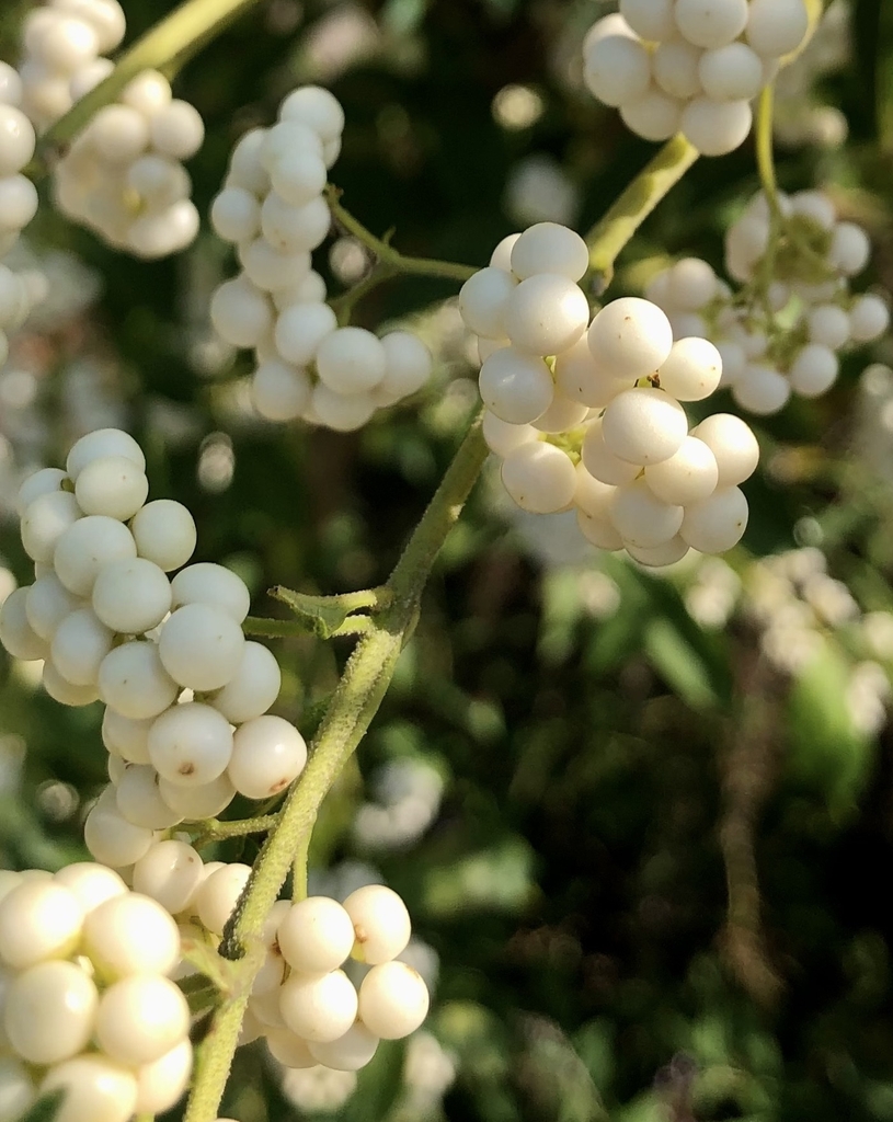 white berries whorled around brand in a cluster