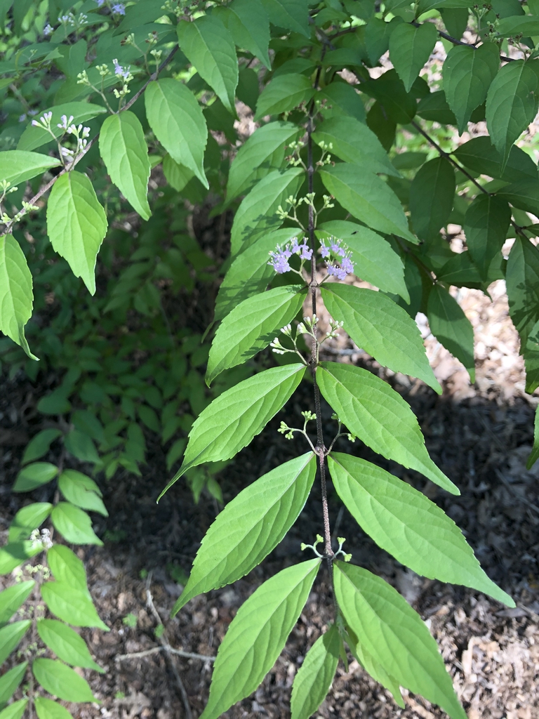 Leaves & Flowers - June - Waren Co., NC