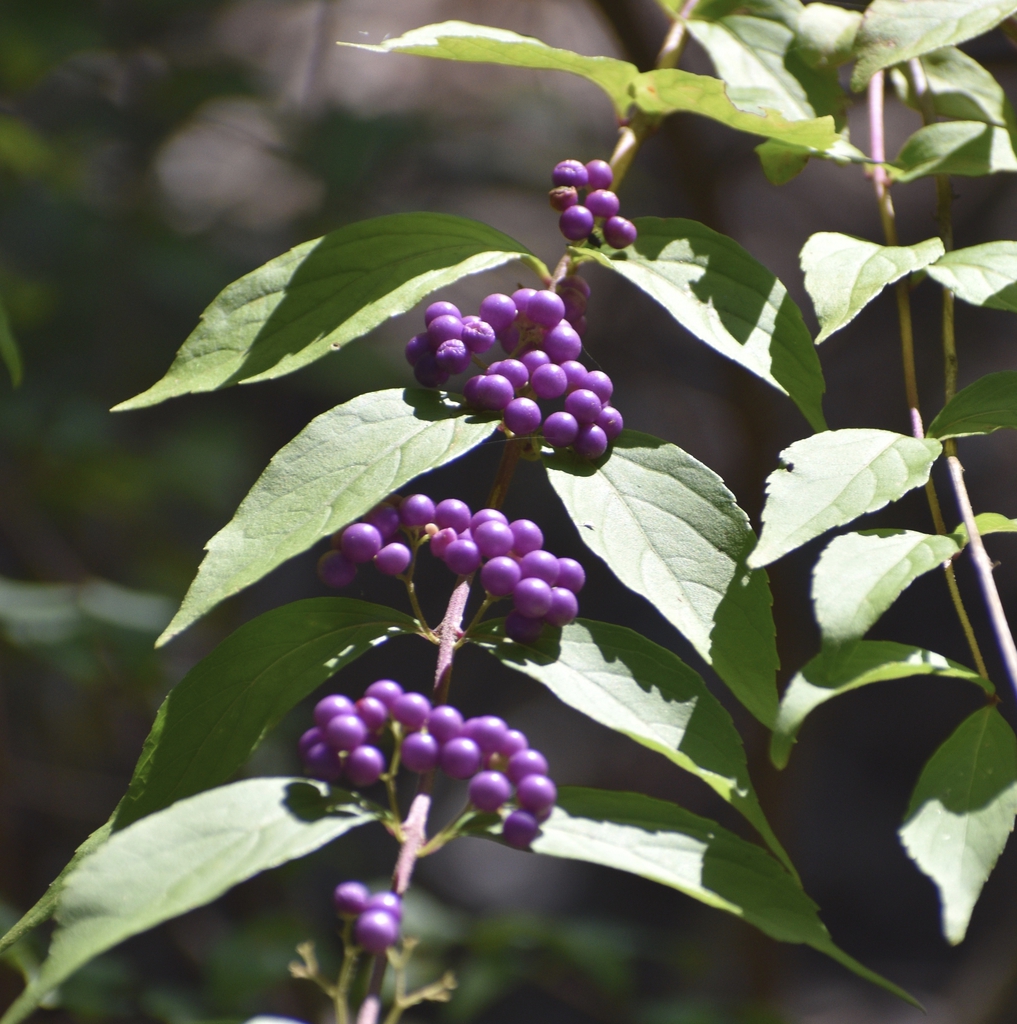 Fruit - Summer - Warren Co., NC
