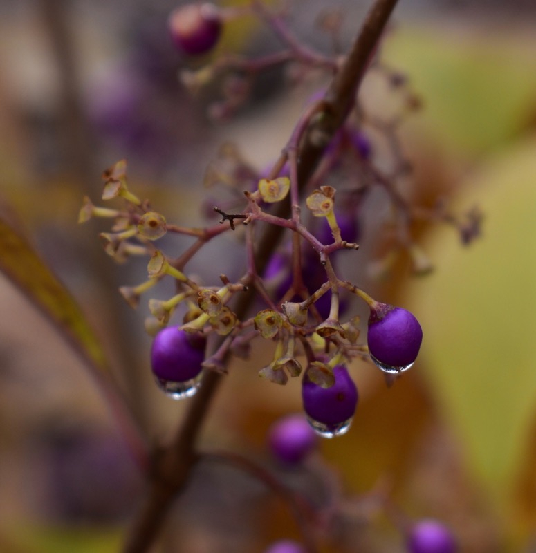 Callicarpa japonica