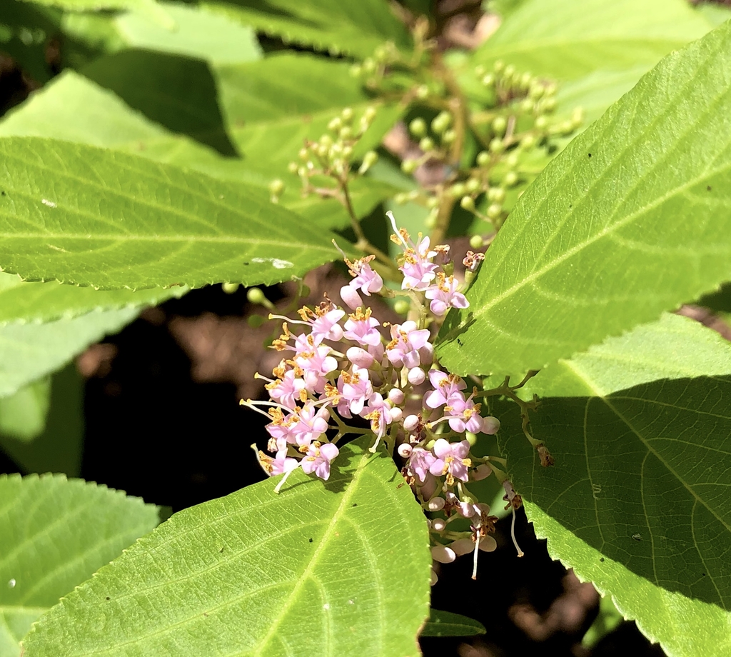 Callicarpa japonica