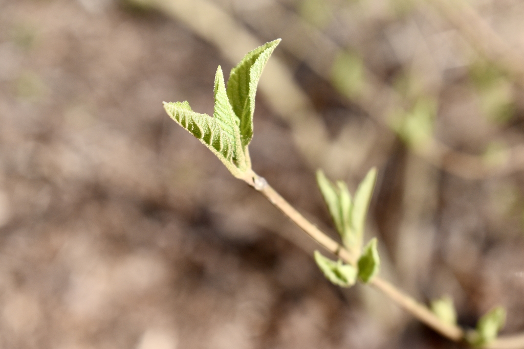 'Luxurians' Spring Leaves - Spring - Warren Co., NC