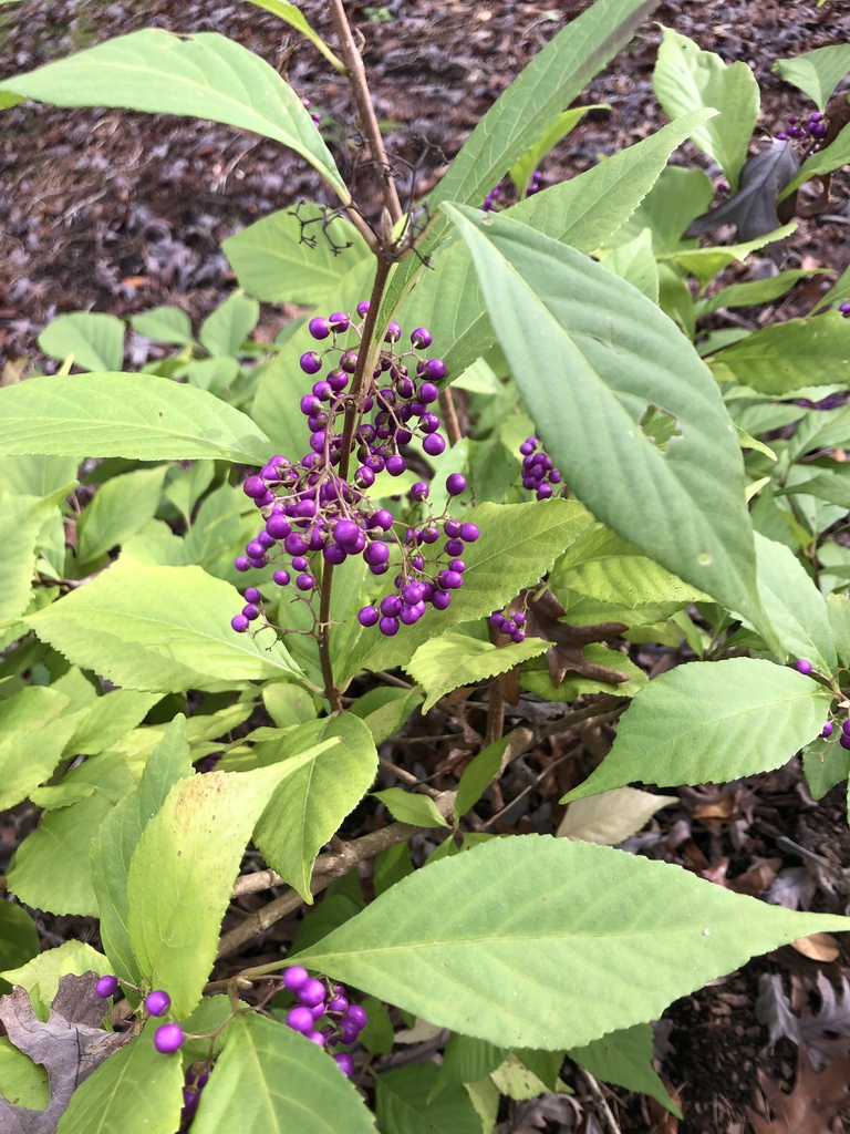 Callicarpa japonica