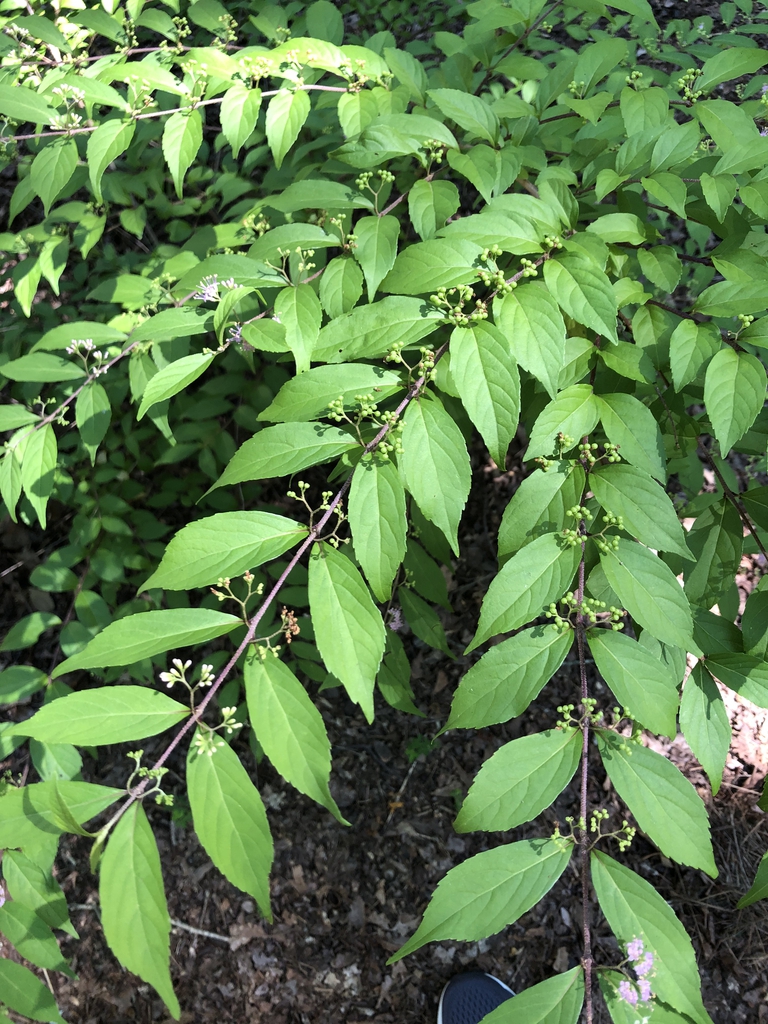 Callicarpa japonica