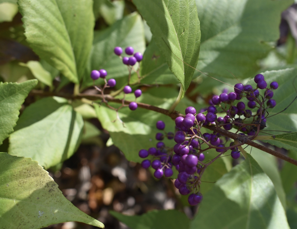 'Luxurians' Berries - November