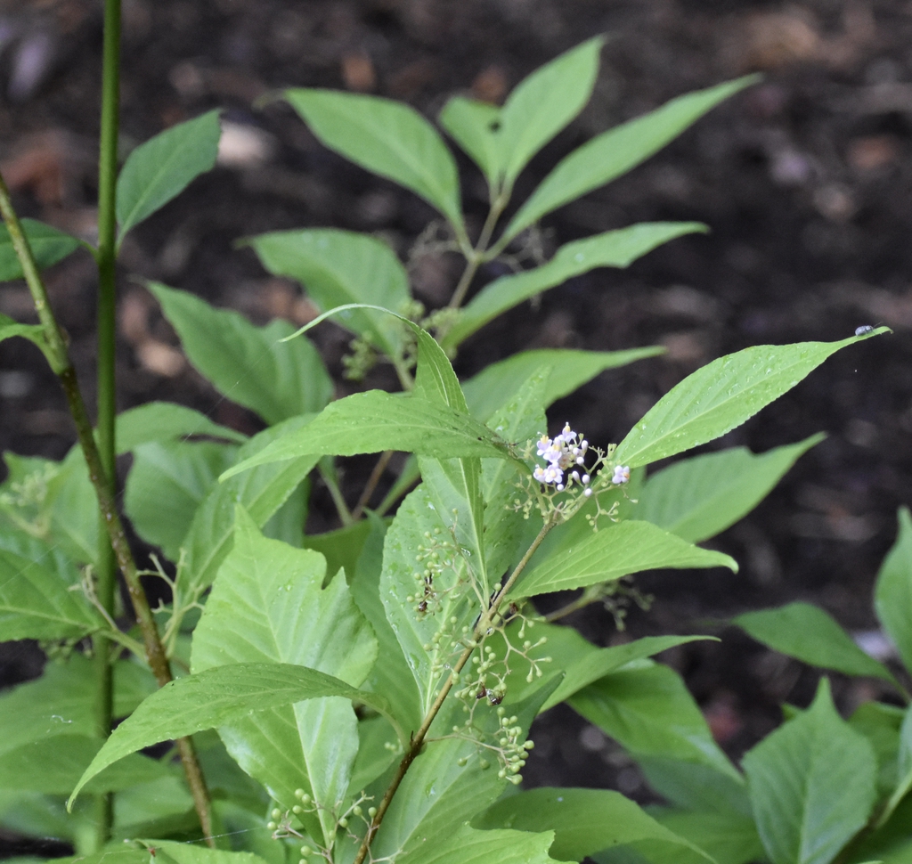 Callicarpa japonica