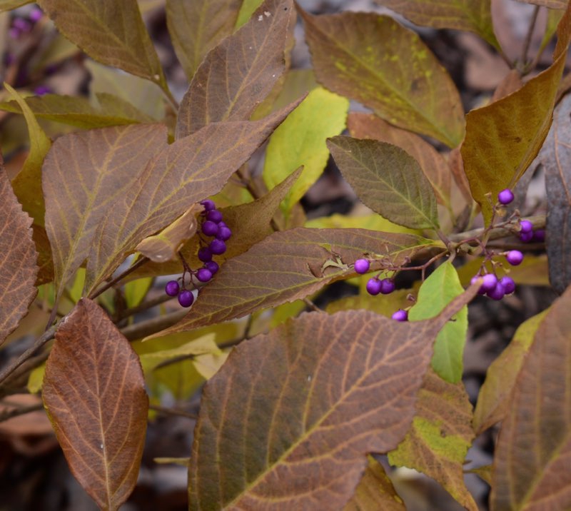 Callicarpa japonica