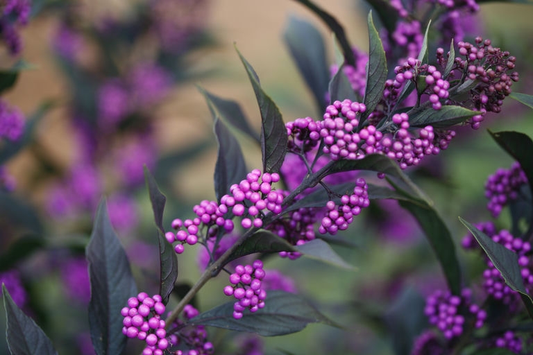 Round purple fruits stemless around the branch