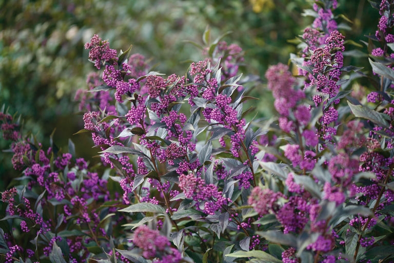 Formof the shrub