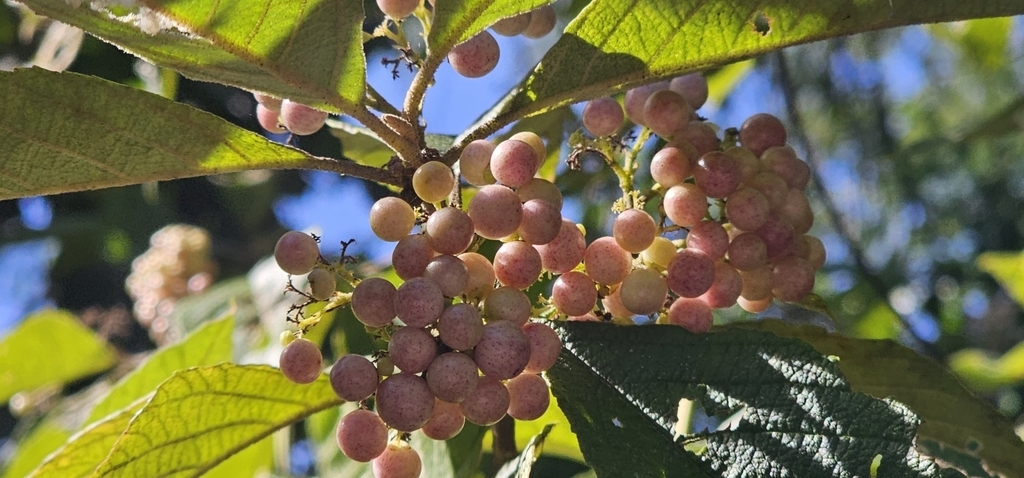 Bunch of greenish immature fruits