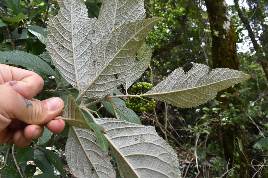 Underside of leaves