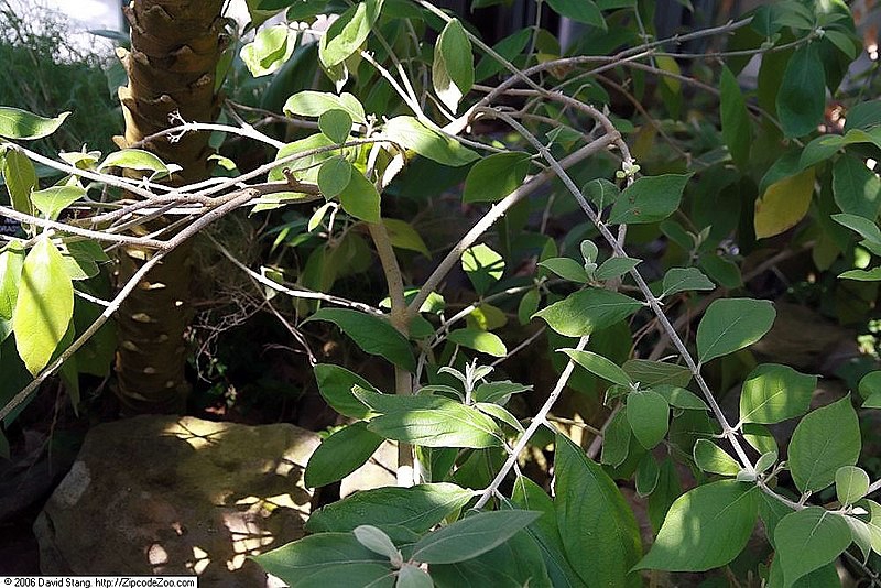 Callicarpa acuminata