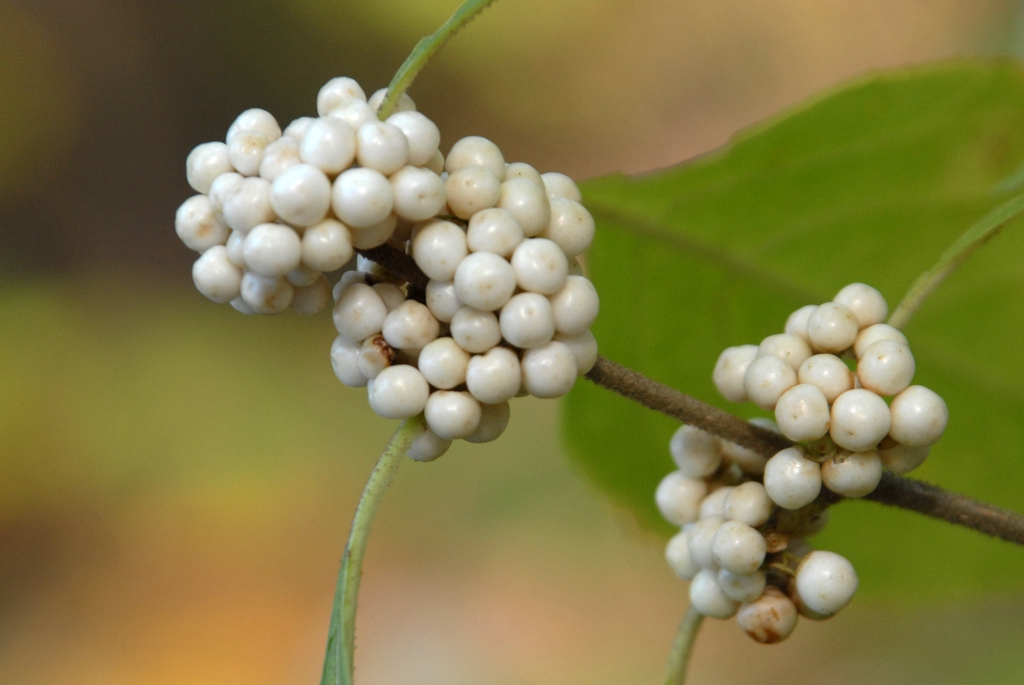 Callicarpa american