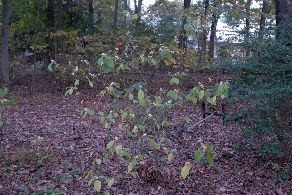 Callicarpa american