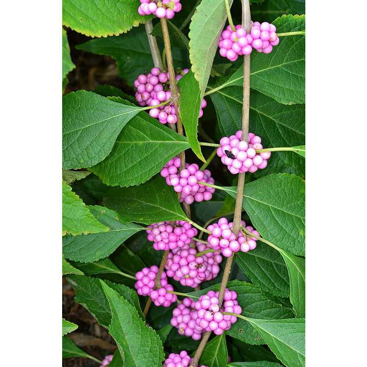Fruit and Leaves