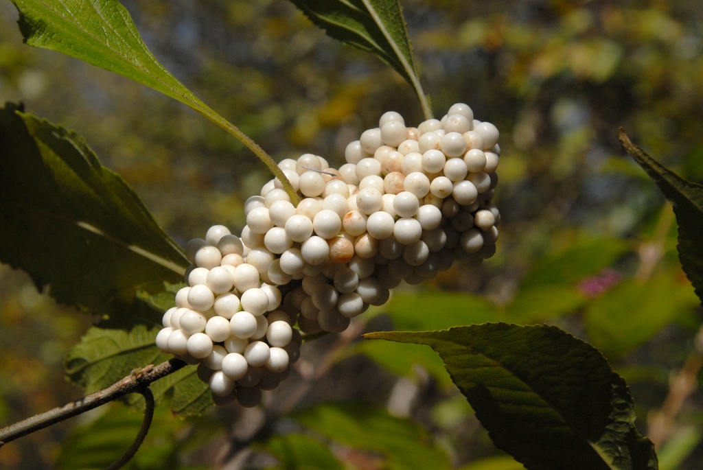 Callicarpa americana