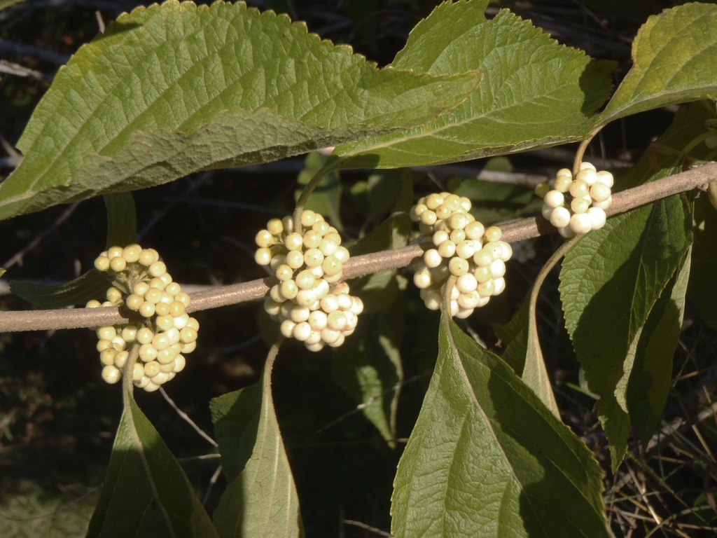 Callicarpa americana
