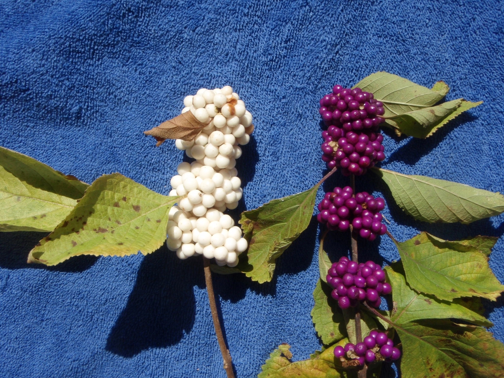 Callicarpa americana 'Alba' - berries comparison