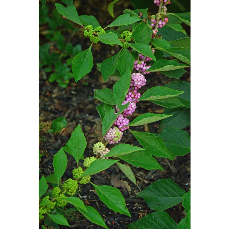 Fruits maturing