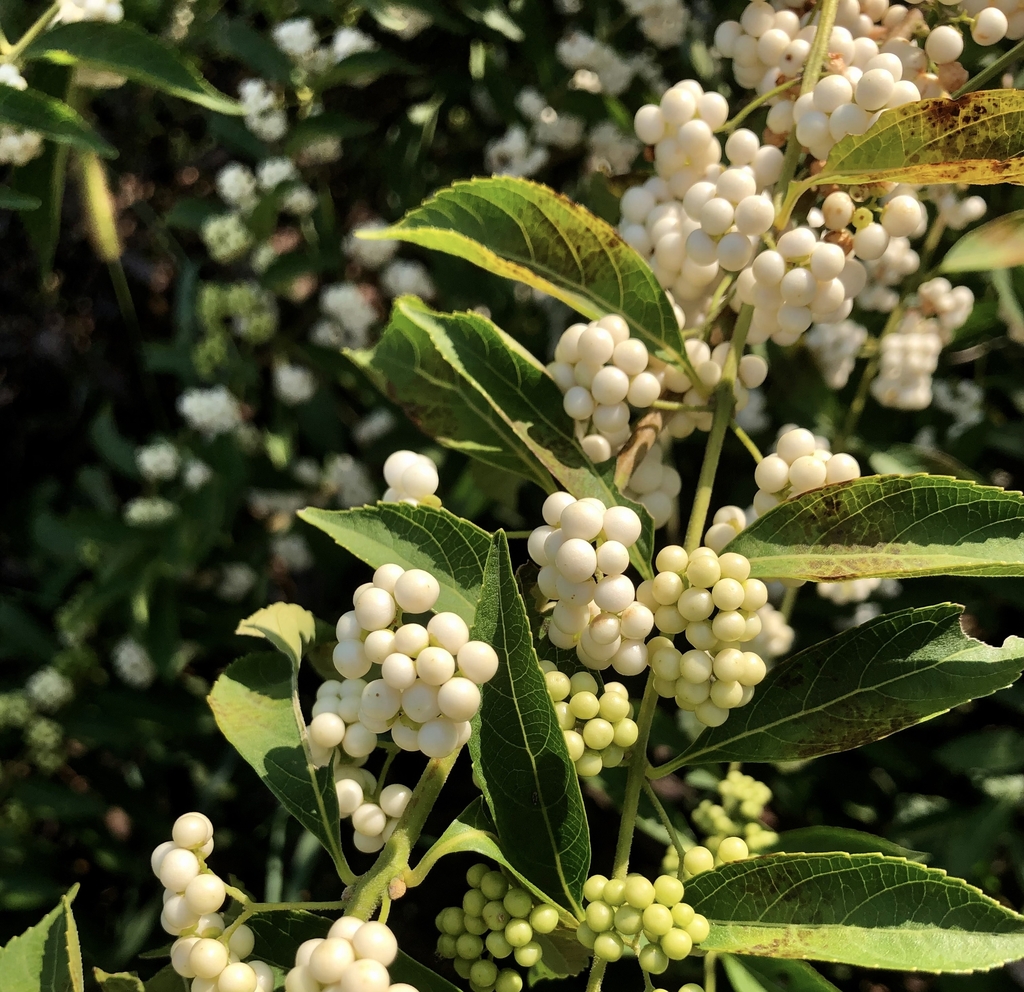 White berries in clusters whorling around branches