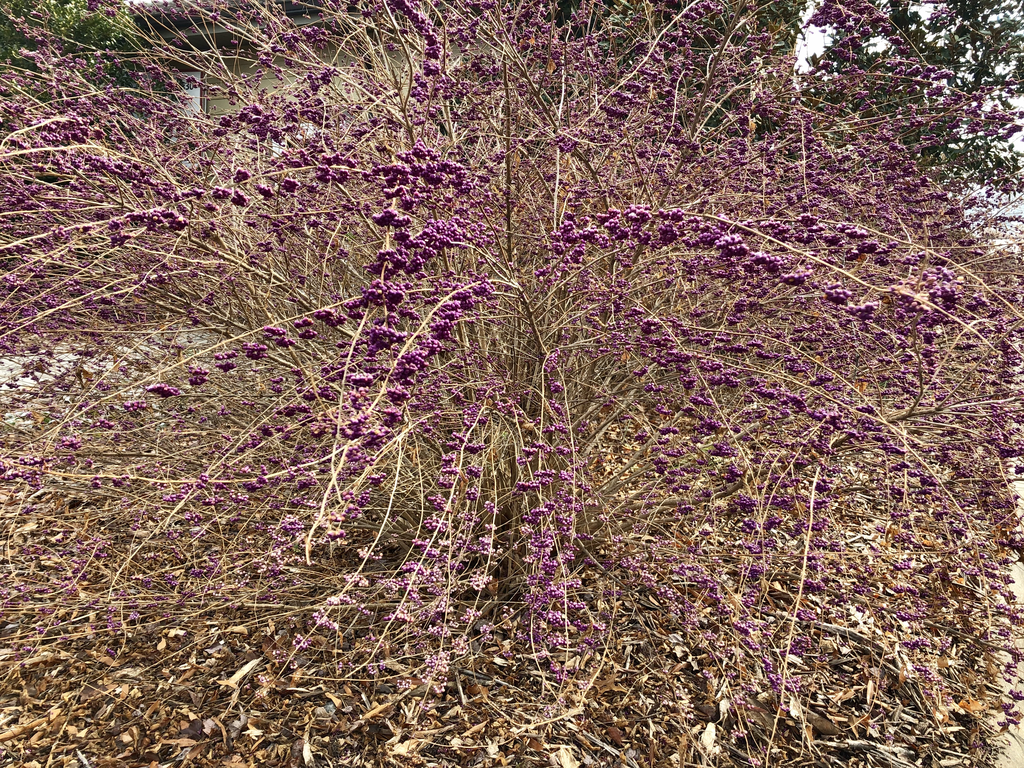 Callicarpa dichotoma