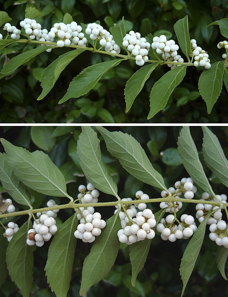 Callicarpa dichotoma