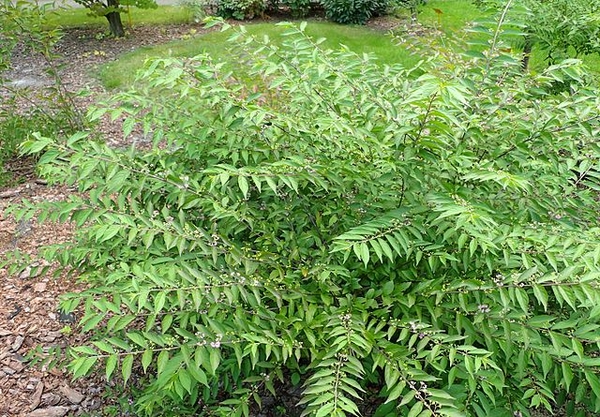Callicarpa dichotoma