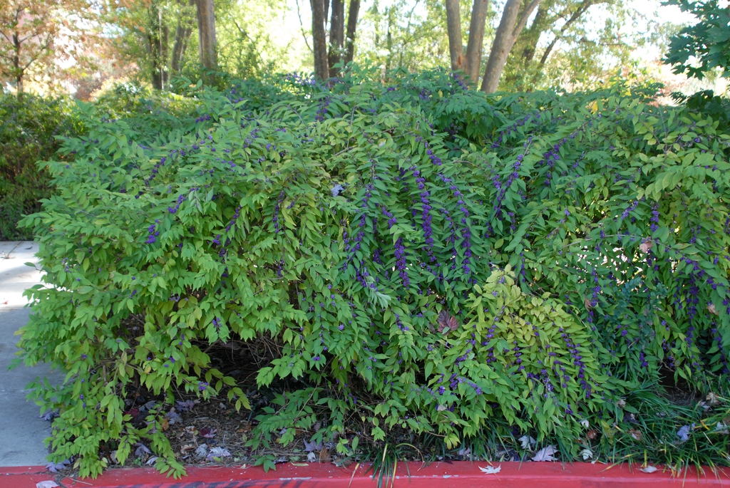 Callicarpa dichotoma