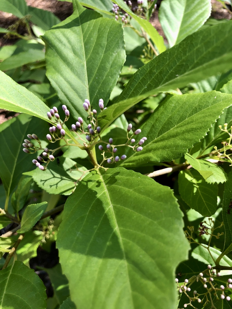Callicarpa japonica