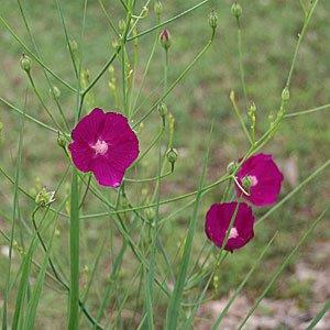 Callirhoe digitata