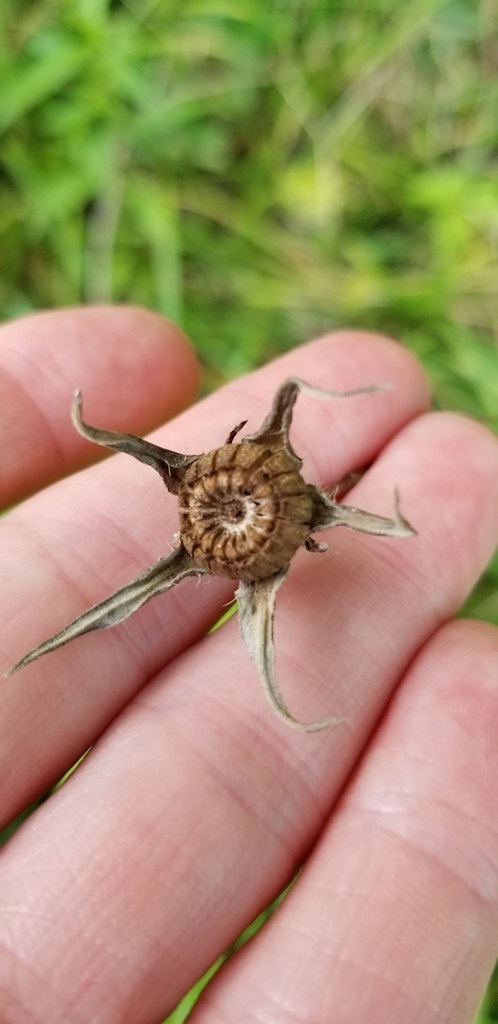 Fruit- capsules in a ring