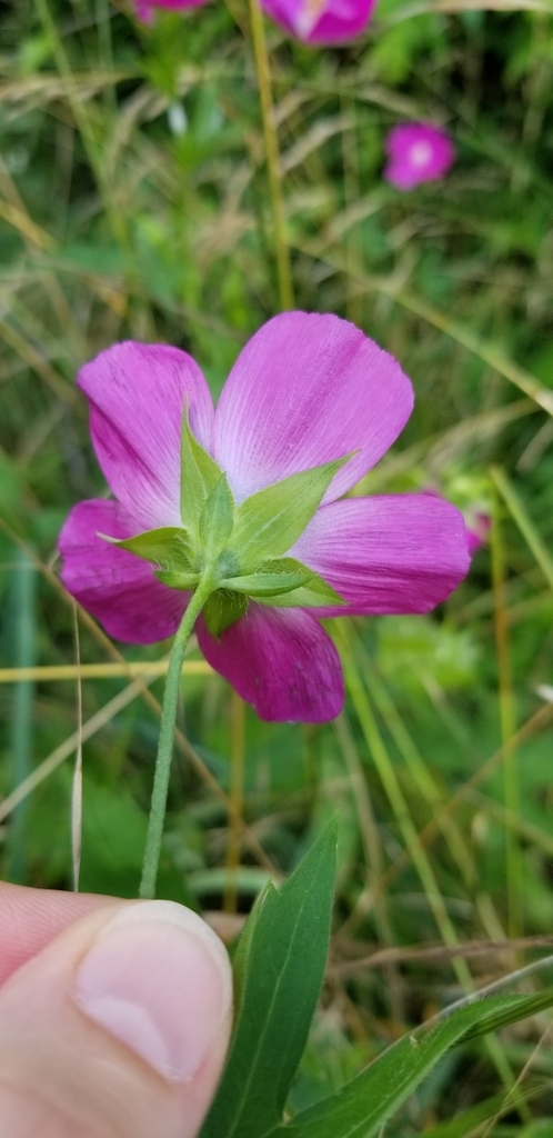 Back of flower