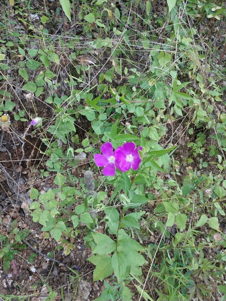 Form