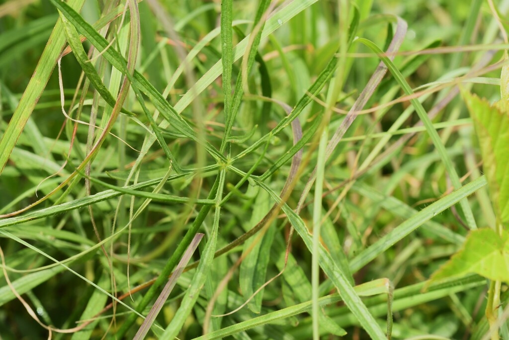 Narrow green leaves