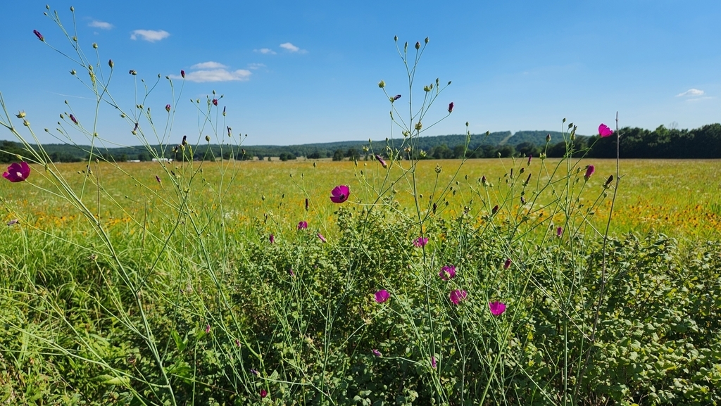 Plants growing in a meadow