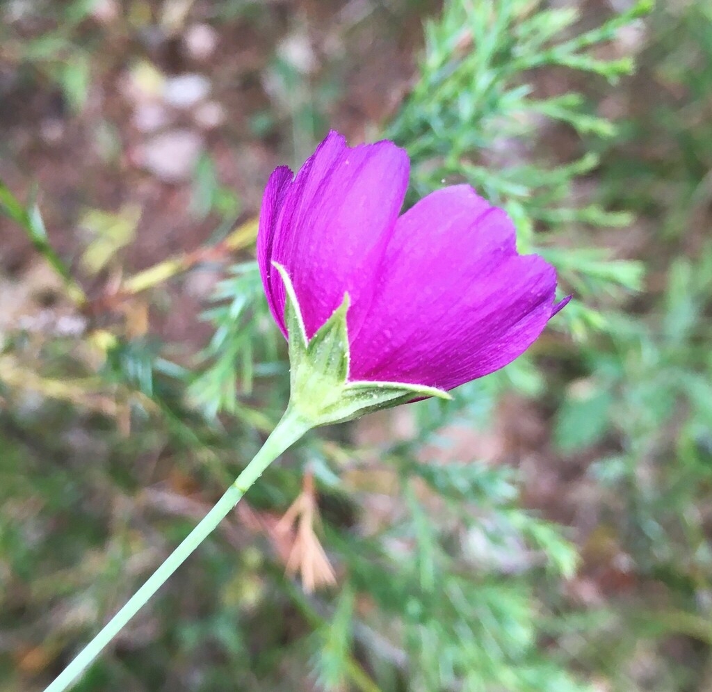 Magenta flower side view