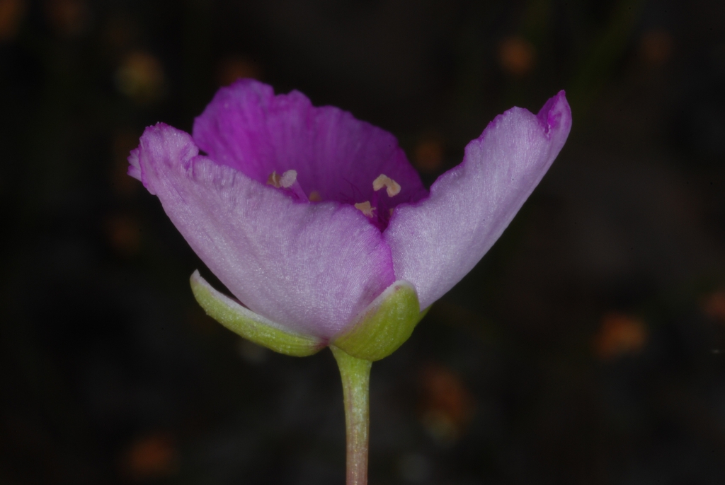 Side view of flower (Bladen County, NC)-Early Summer
