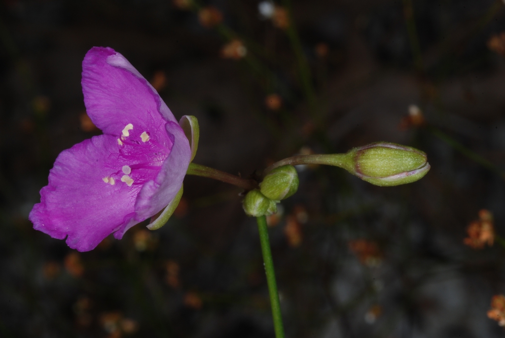 Flower and bud (Bladen County, NC)-Early Summer