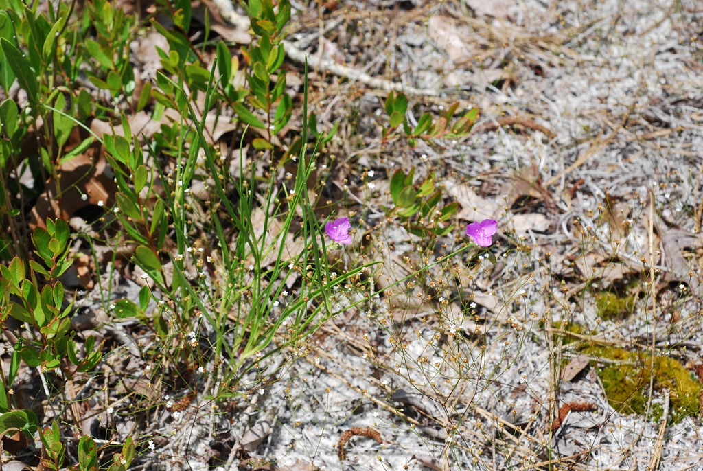 Native habitat (Bladen County, NC)-Early Summer