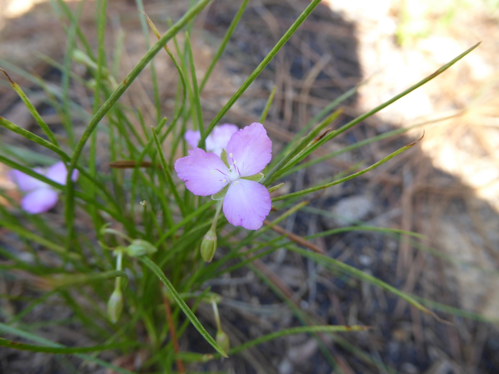 Flower in Moore County, NC