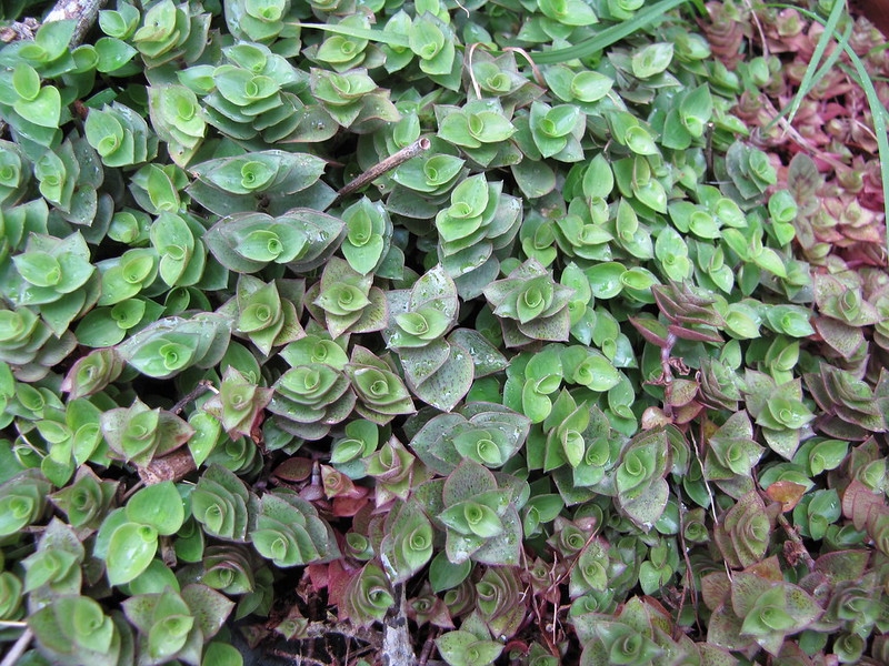Trailing groundcover with green sheathing leaves