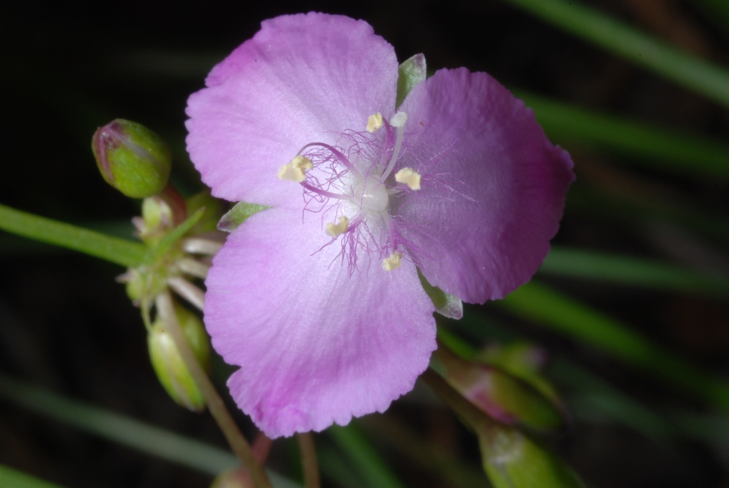 Pink flower with 3 petals  (Bladen County, US-NC)-Early Summer