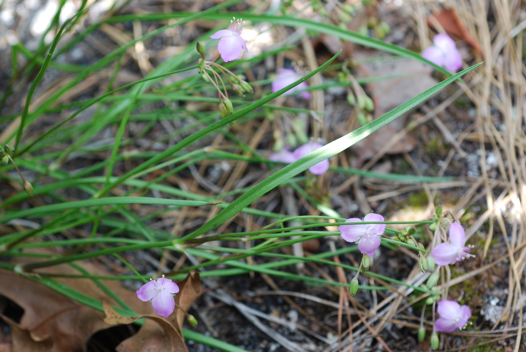 Flowers and leaves (Bladen County, US-NC)-Early Summer