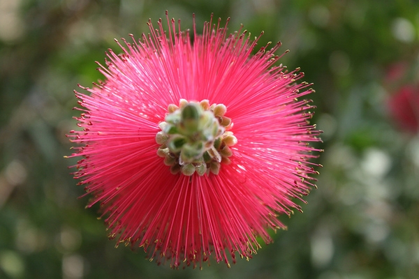 Close up of end of the flower